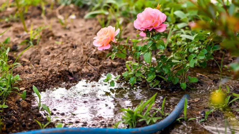 Smart Watering Keeps Roots Alive, Not Drowned