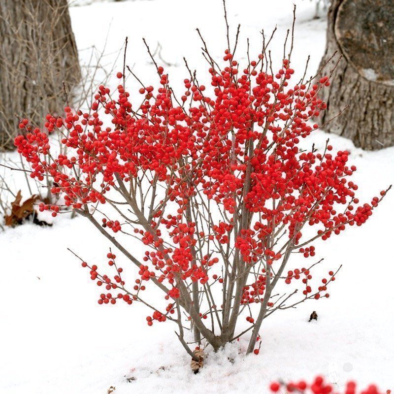 Winterberry Holly Brightens Winter
