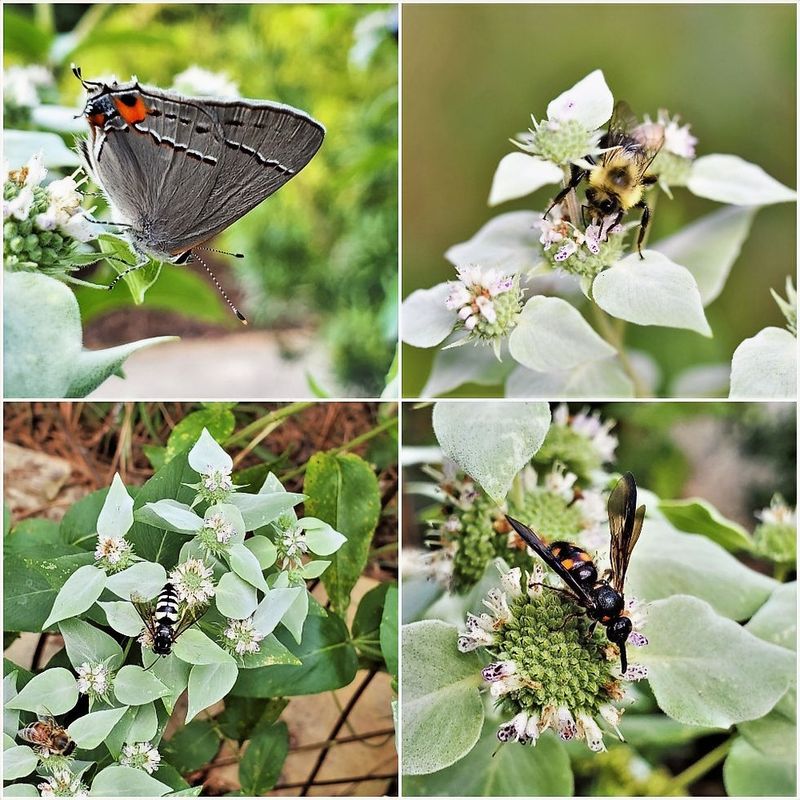 Mountain Mint Brings The Buzz