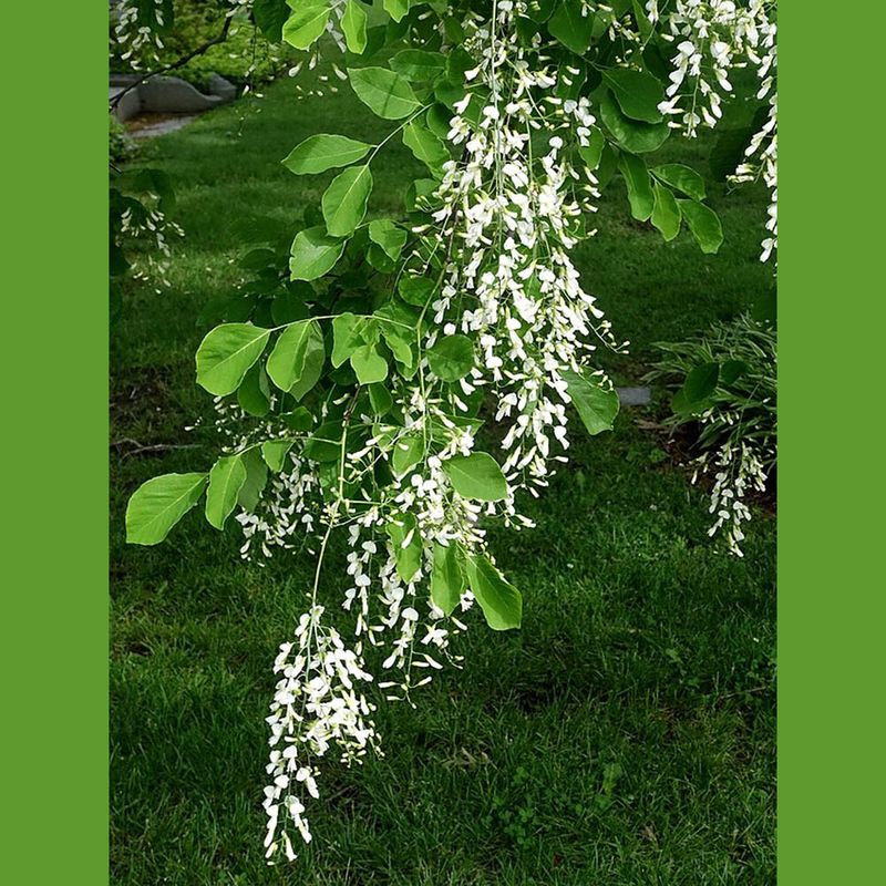 Yellowwood Drapes The Yard In Fragrant Chains