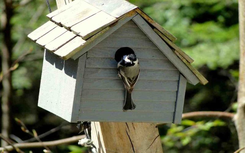 Nest Boxes And Cover Make Them Move In