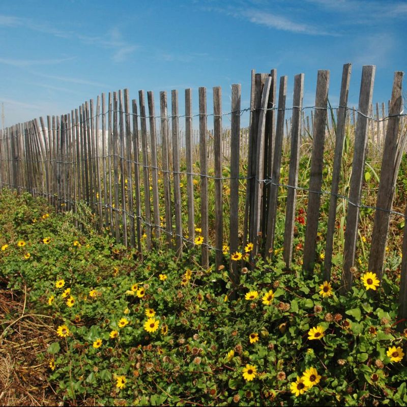 Dune Sunflower Embraces Coastal Challenges
