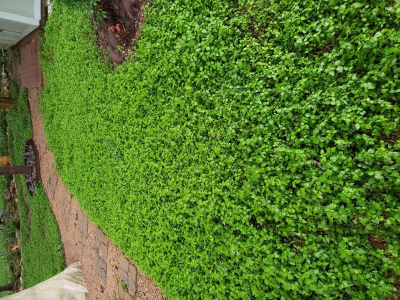 Horseherb Offers A Green Carpet Even In The Deepest Shade