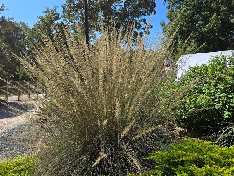 Lindheimer Muhly Provides Grassy Architecture