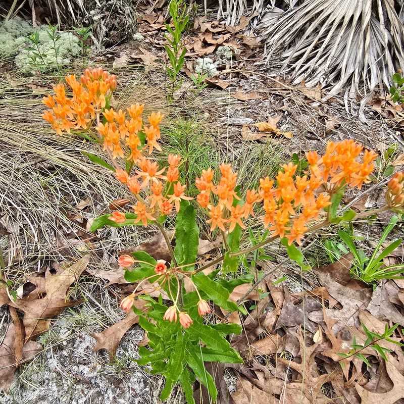 Native Milkweeds Offer More Than Butterfly Fuel