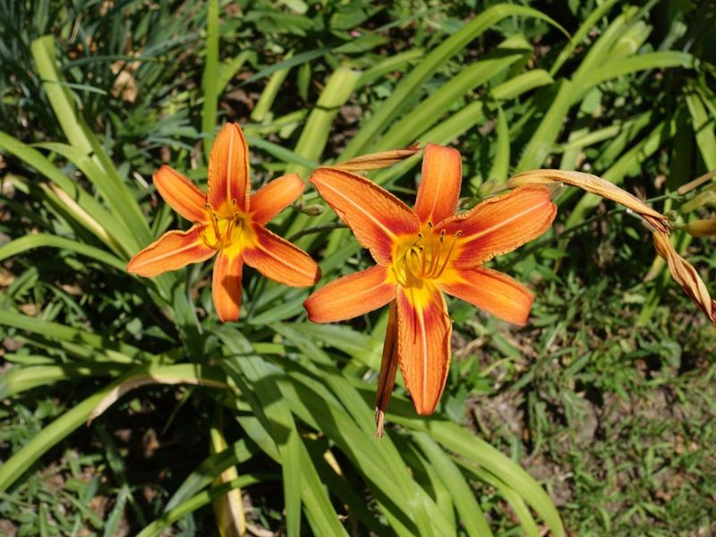 Keeping The Ditch Lily From Taking Over