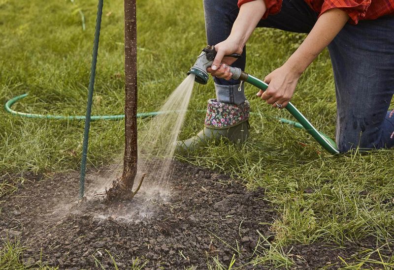 Watering Still Matters After Planting