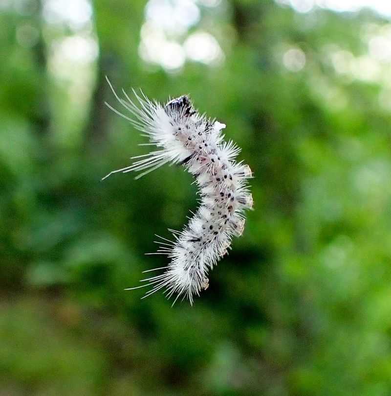 Leave Any Unidentified Fuzzy Caterpillar Alone