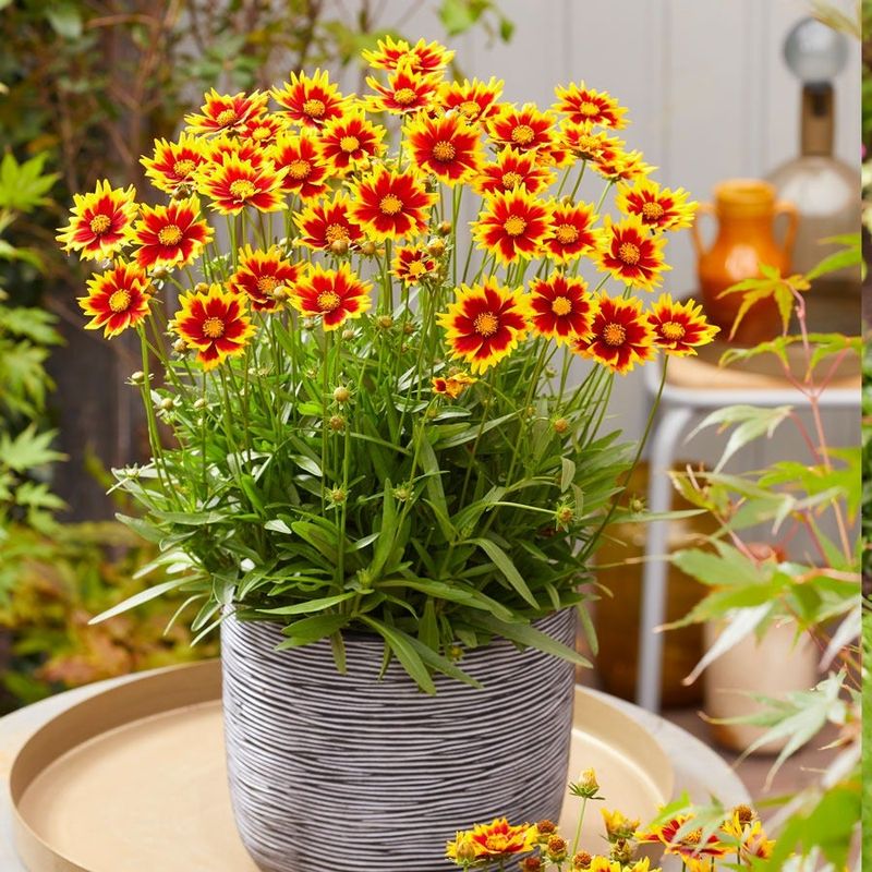 Coreopsis Delivers Sunny Daisy-Like Blooms