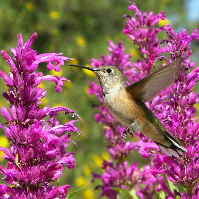 Hummingbird Mint