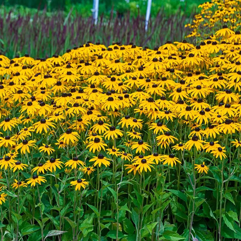 Goldsturm Black-Eyed Susan Lights Up The Landscape
