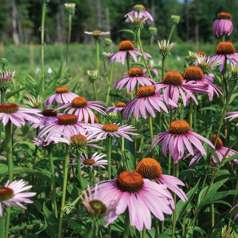 Purple Coneflower Attracts An Evening Crowd