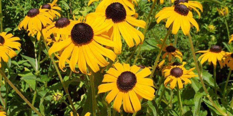 Black-eyed Susan