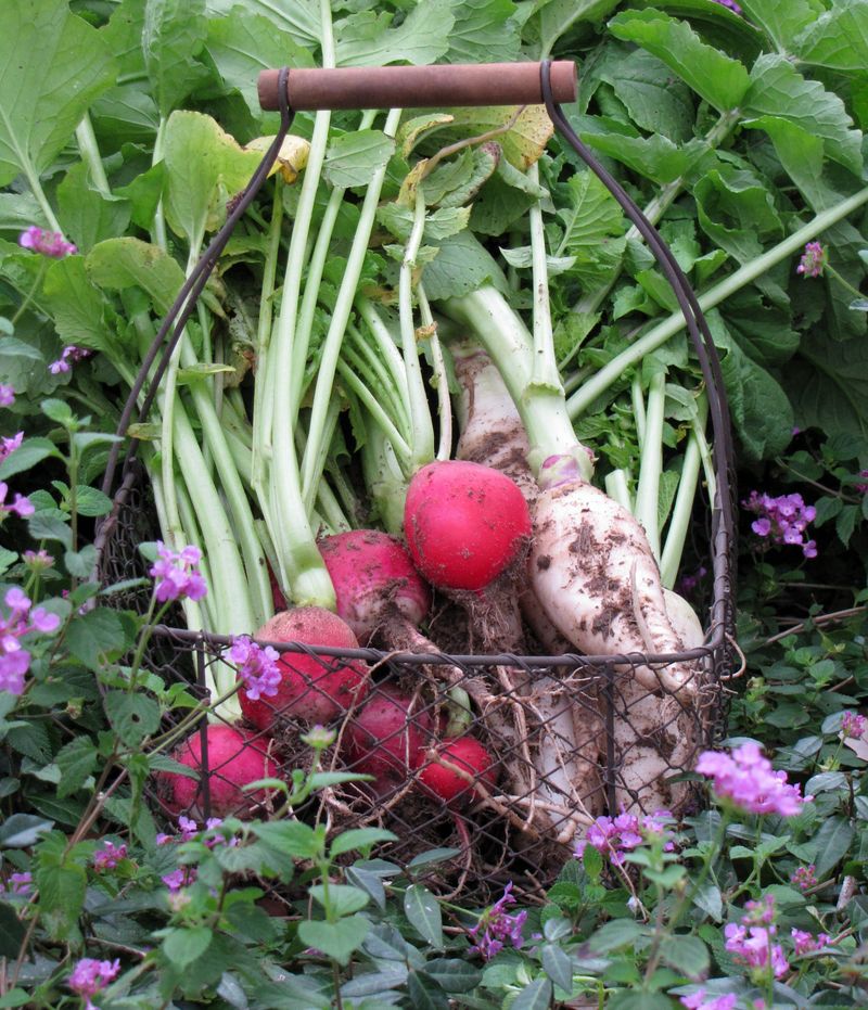 Radishes And Turnips For The Impatient Gardener