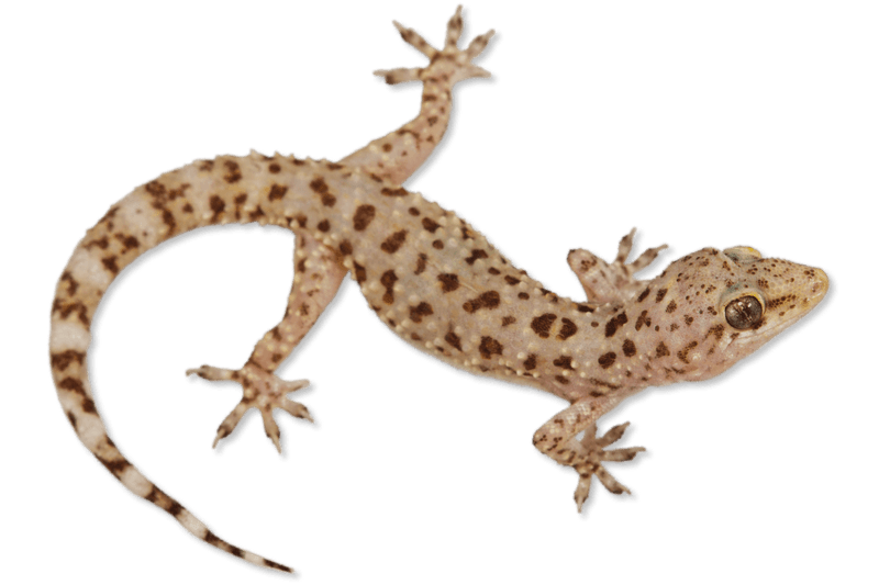 Identify the House Gecko on Your Texas Porch