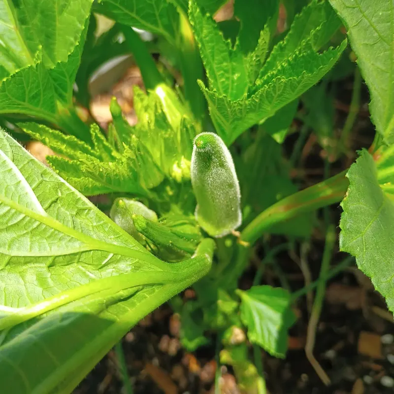 A Speedy Growth Cycle And Steady Pickings
