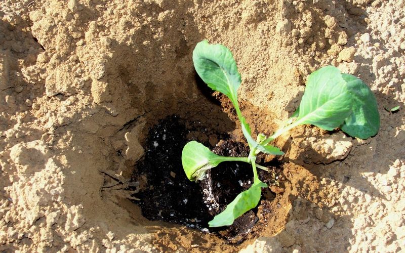 Embrace The Brassicas With Timely Transplants