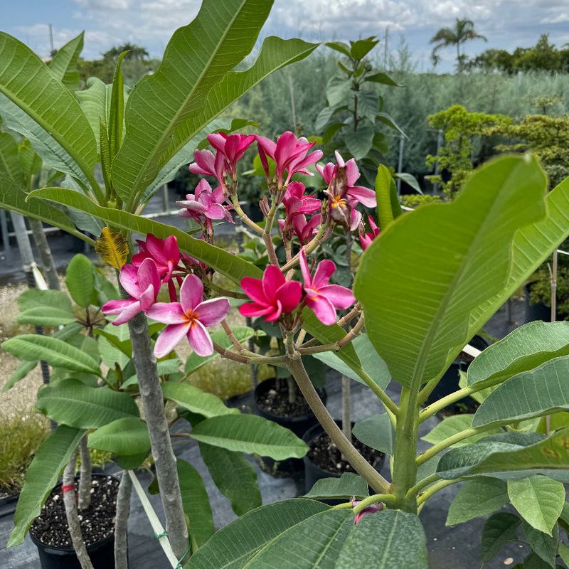 Preserve Healthy Flowering Tips First