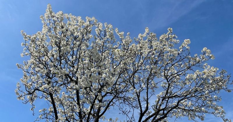 Callery Pear Trees Are Now Banned To Plant
