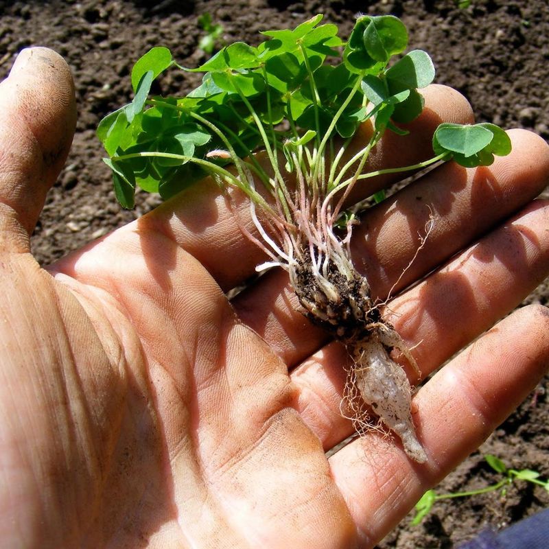 Dig The Bulbs When You Want It Gone