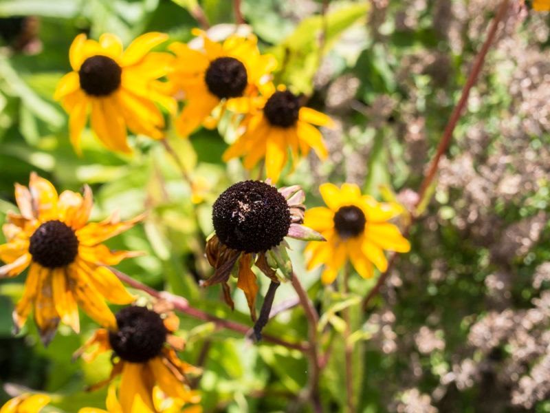 Let Some Seed Heads Stay