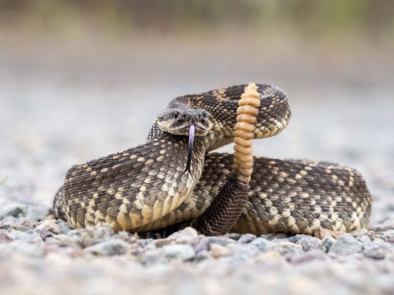 A Small Rattlesnake Bite Still Requires Emergency Care