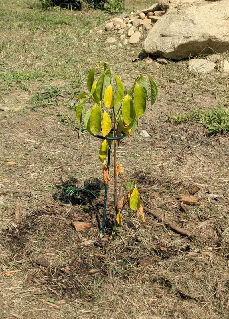 Plant It Correctly And Water It Through Establishment
