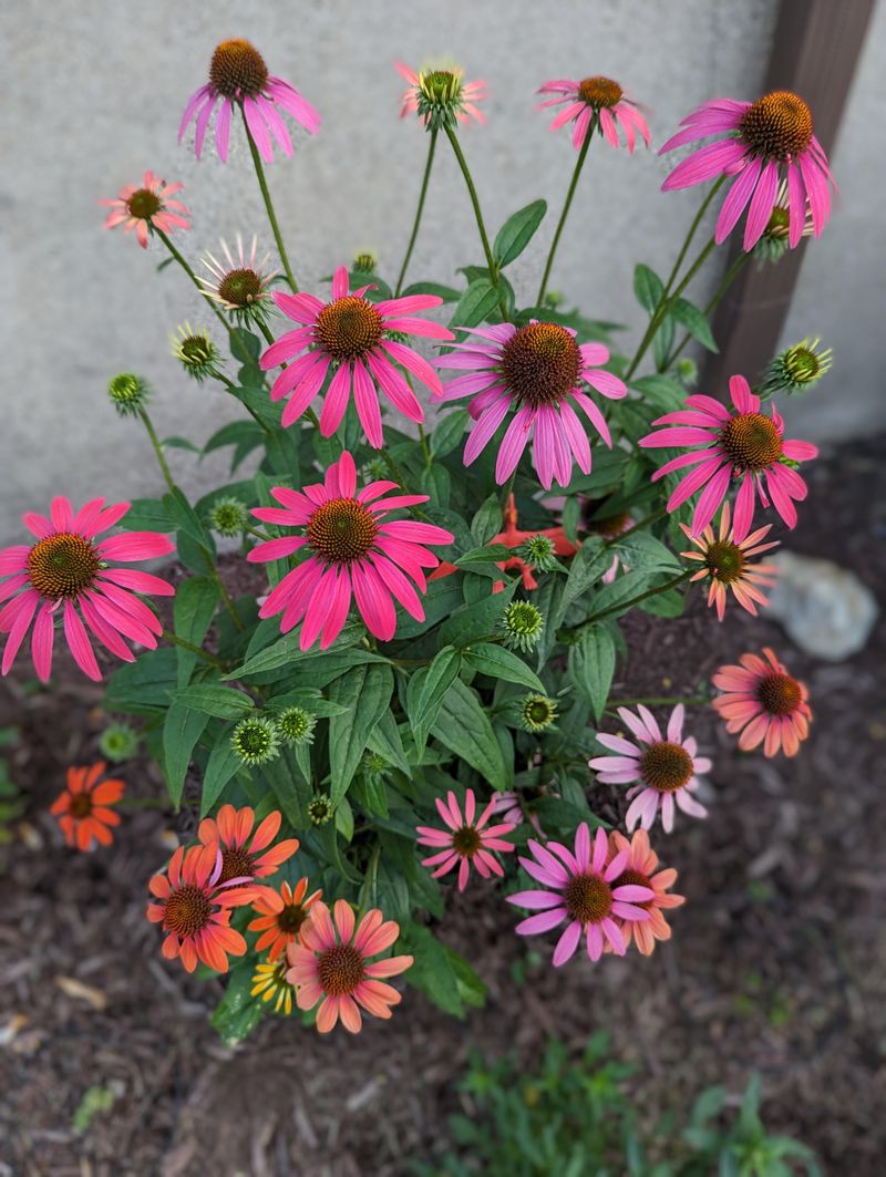 Plant A Cluster Instead Of One Isolated Coneflower
