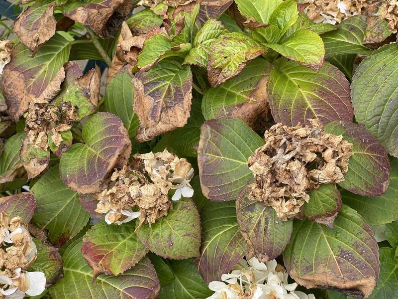 Wet Soil Can Make a Hydrangea Look Thirsty