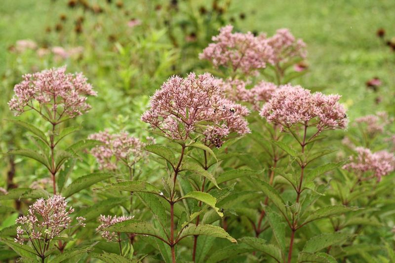 Pair Clover With A More Complete Habitat Plan