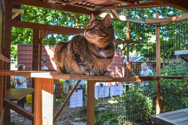 Controlled Outdoor Access Reduces Repeat Encounters