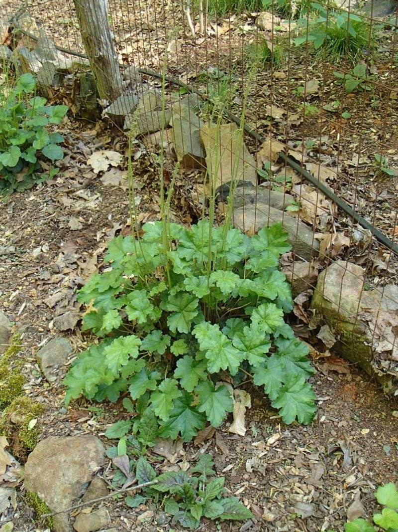 Establish The Clump Before Expecting Its Best Display