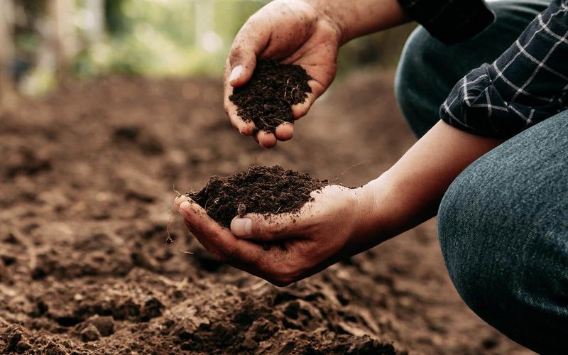 Moist But Well-Drained Soil Makes The Difference