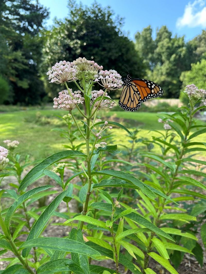 Build The Habitat Around The Shrub