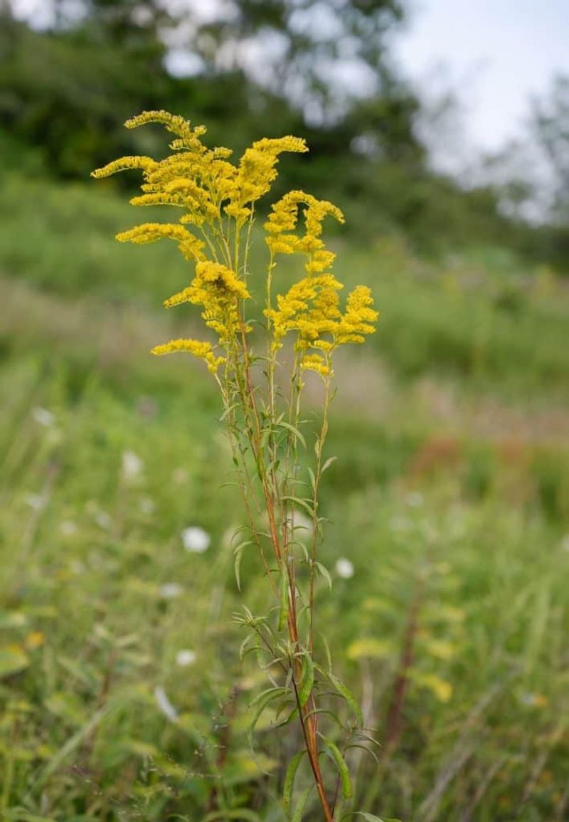 Leave Winter Stems, Then Reset In Spring