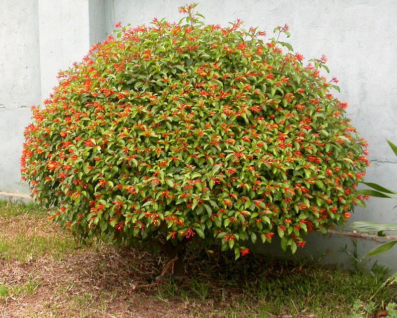 Choose Plants for the Place and the Job