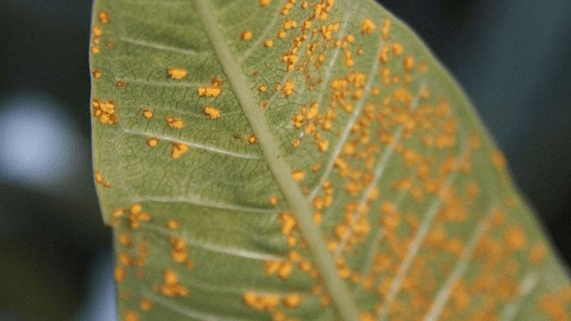 Separate Rust From Pruning Damage
