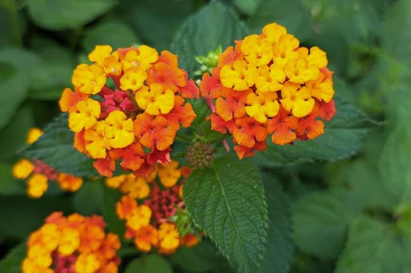 Deadhead According To The Cultivar