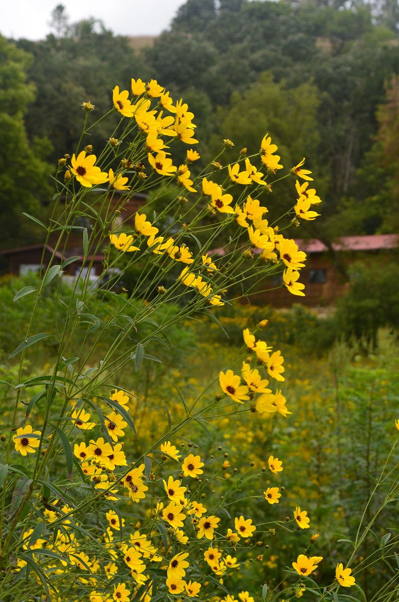 Embrace The Sunny Charm Of Tall Tickseed