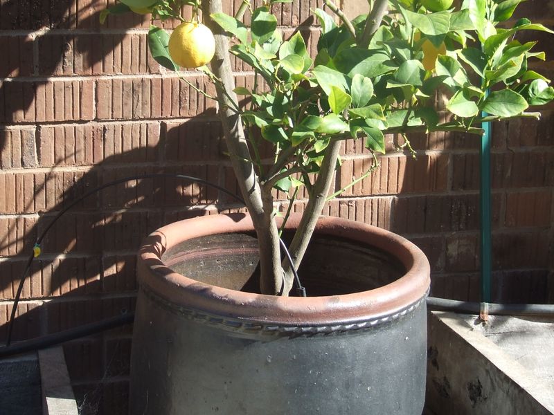 Water Deeply And Consistently Through Our Humid Summers
