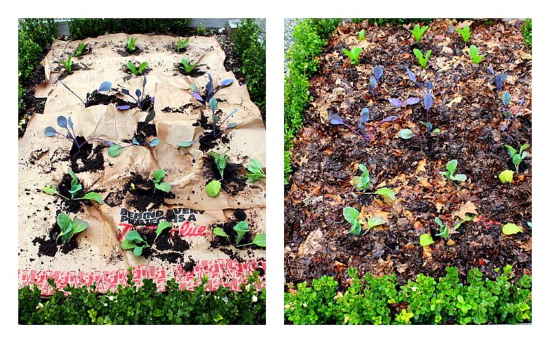 Protect Your Seedlings From Relentless Weed Competition
