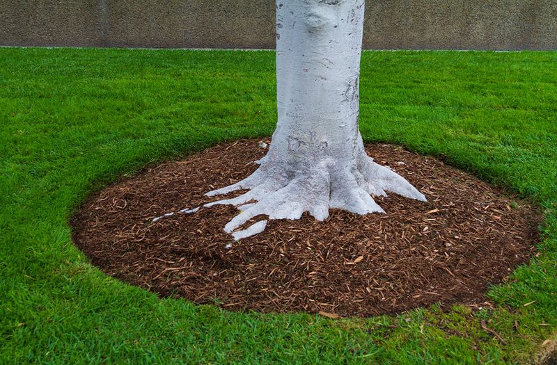 Use Mulch and Skip Emergency Fertilizer