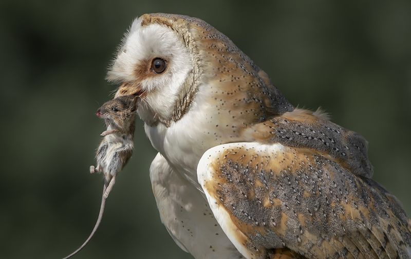 Avoid Feeding, Baiting, and Rodent Poison