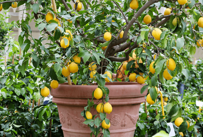 Manage Water, Feeding, and Pot Size