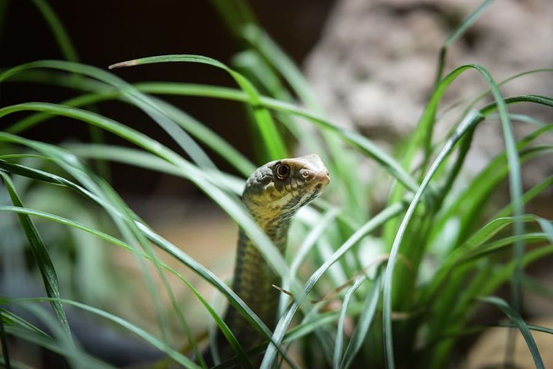 Reduce Encounters Without Removing Habitat