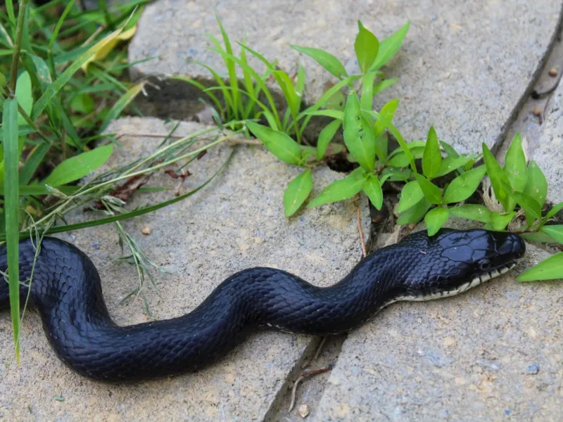 Reduce Close Encounters Without Chasing Away Every Snake