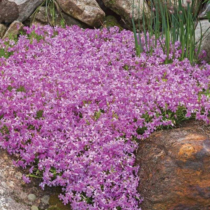 Moss Phlox Handles The Sunniest Spots