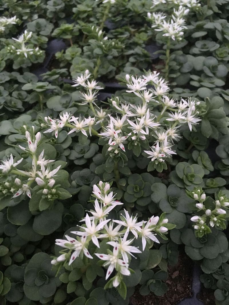 Woodland Stonecrop Grips Dry Rocky Banks Others Refuse