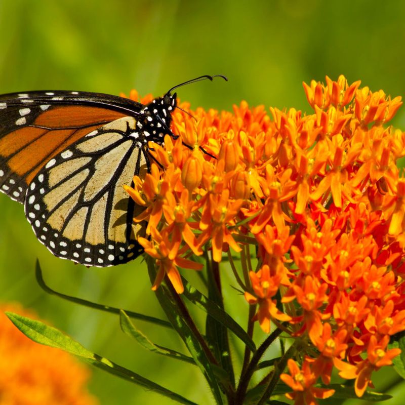 Butterfly Milkweed Blooms Bright And Backs The Monarchs