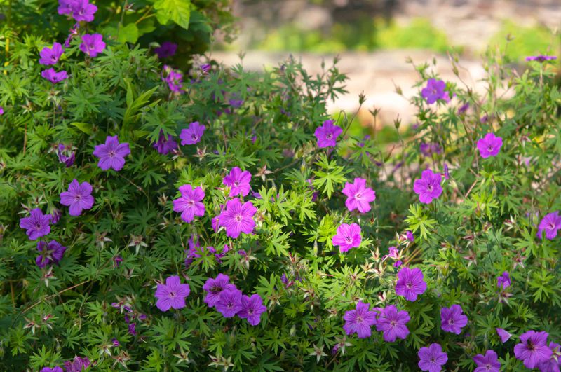 Hardy Geranium Weaves Between Your Other Plants